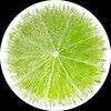 circleloom